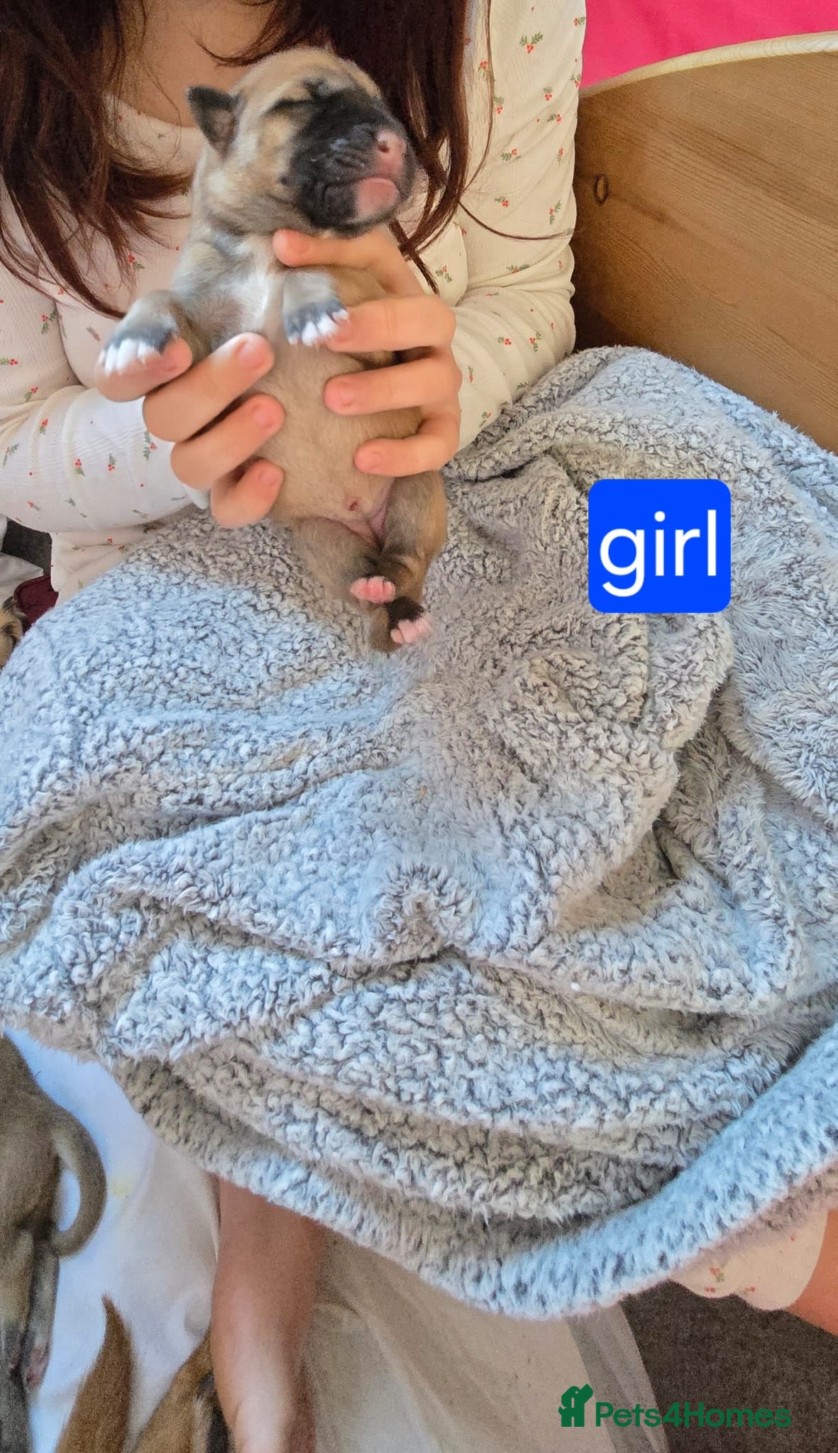 Mixed Breed dogs Belgin Shepard cross shar pei - Advert 1