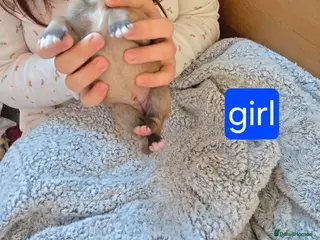 Mixed Breed dogs Belgin Shepard cross shar pei - Advert 1