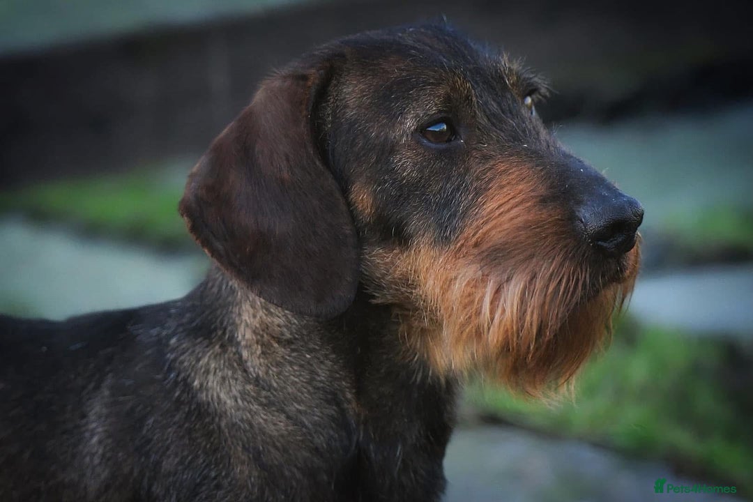 Dachshund dogs for sale: wirehaired dachshunds (teckels) - Image 33