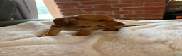 Dachshund dogs for sale: Ready to leave 1 girl left beautiful Dachshunds  - Advert 4