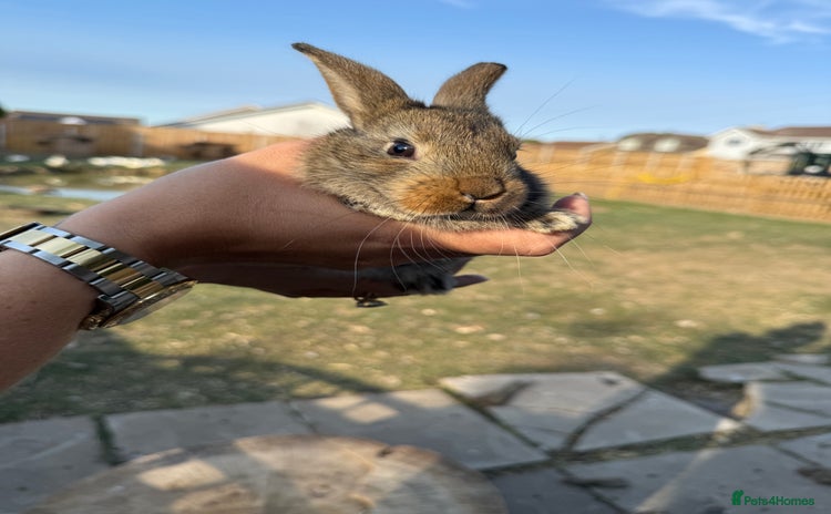 Harlequin rabbits - Advert 1