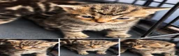 Bengal cats for sale:  Beautiful Cross Bengal Kittens 🐾 - Advert 5