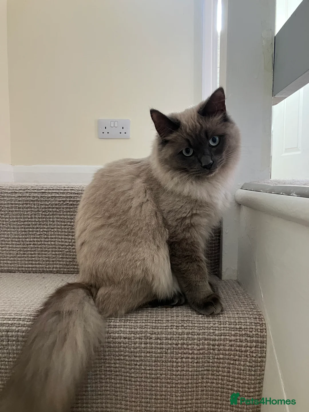 Ragdoll cats for sale: Ragdoll neutered male  - Advert 2