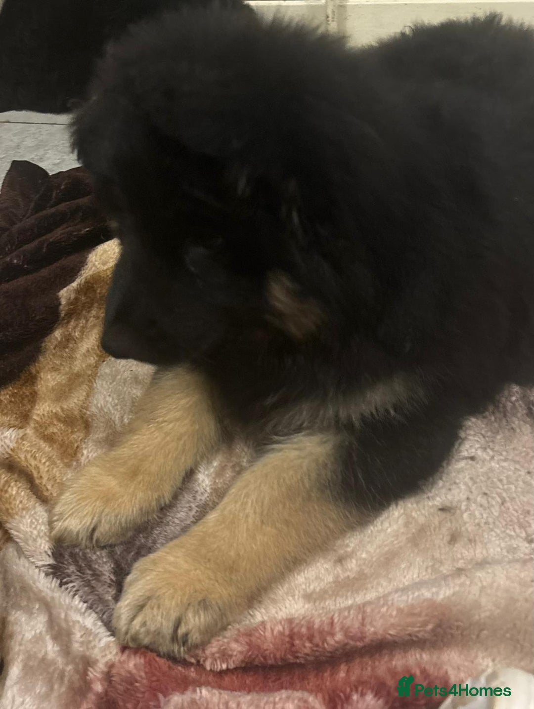 German Shepherd dogs for sale: 2 German Shepard boys  - Advert 10