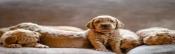 Goldendoodle dogs for sale: WAITING LIST OPEN - AUSSIE DOODLES  - Advert 6