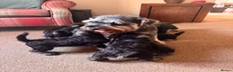 Miniature Schnauzer dogs for sale: KC registered, health tested puppies available  - Advert 18