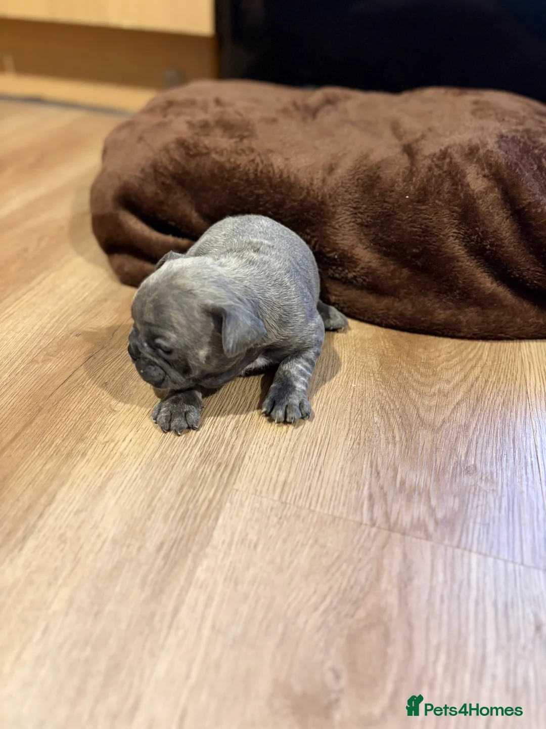 French Bulldog dogs for sale: French bulldogs puppy’s  in Lincoln - Advert 2