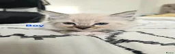Ragdoll cats for sale: Ragdoll Lynx Point Kittens - Advert 13