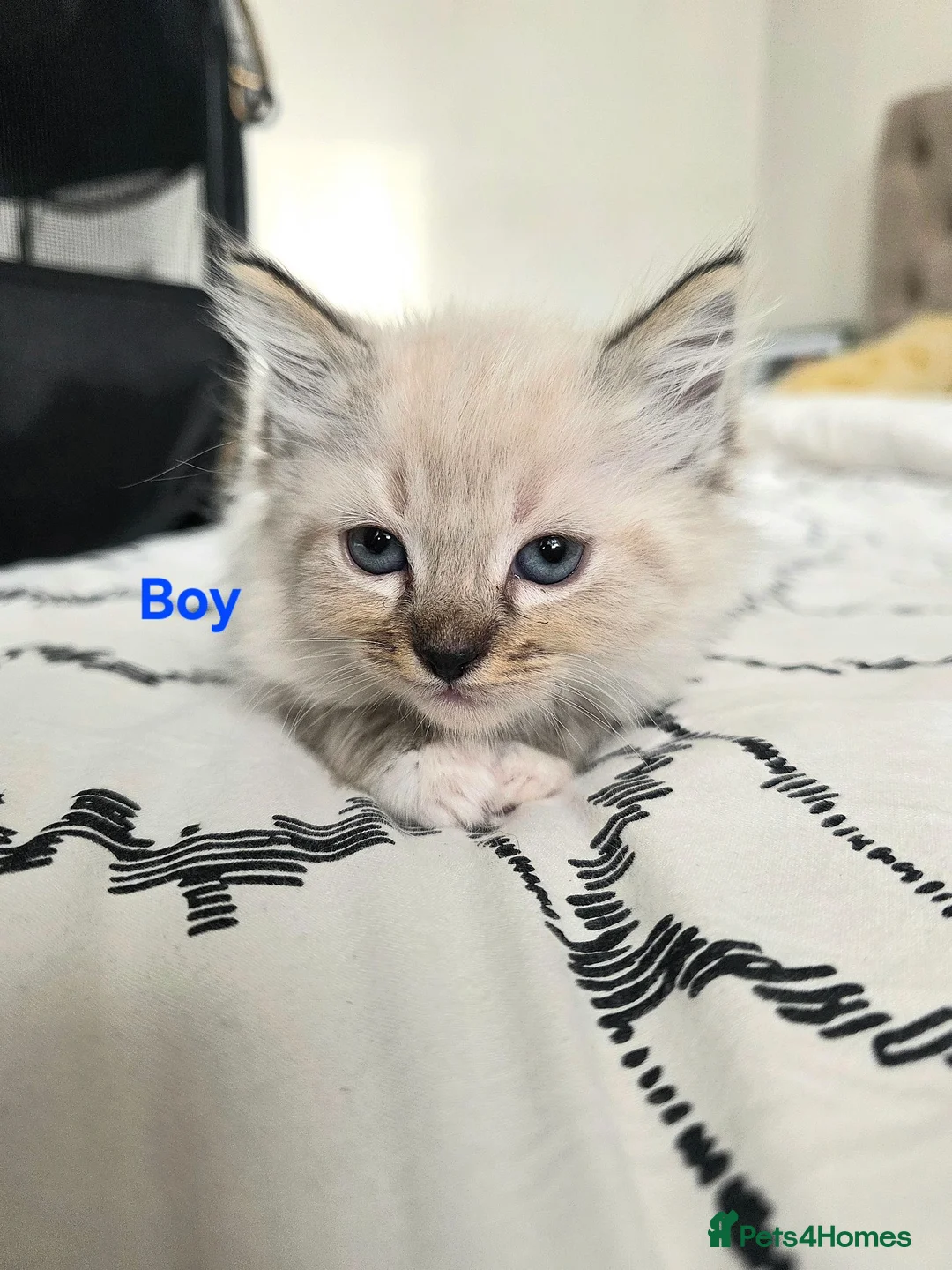 Ragdoll cats for sale: Ragdoll Lynx Point Kittens - Advert 13