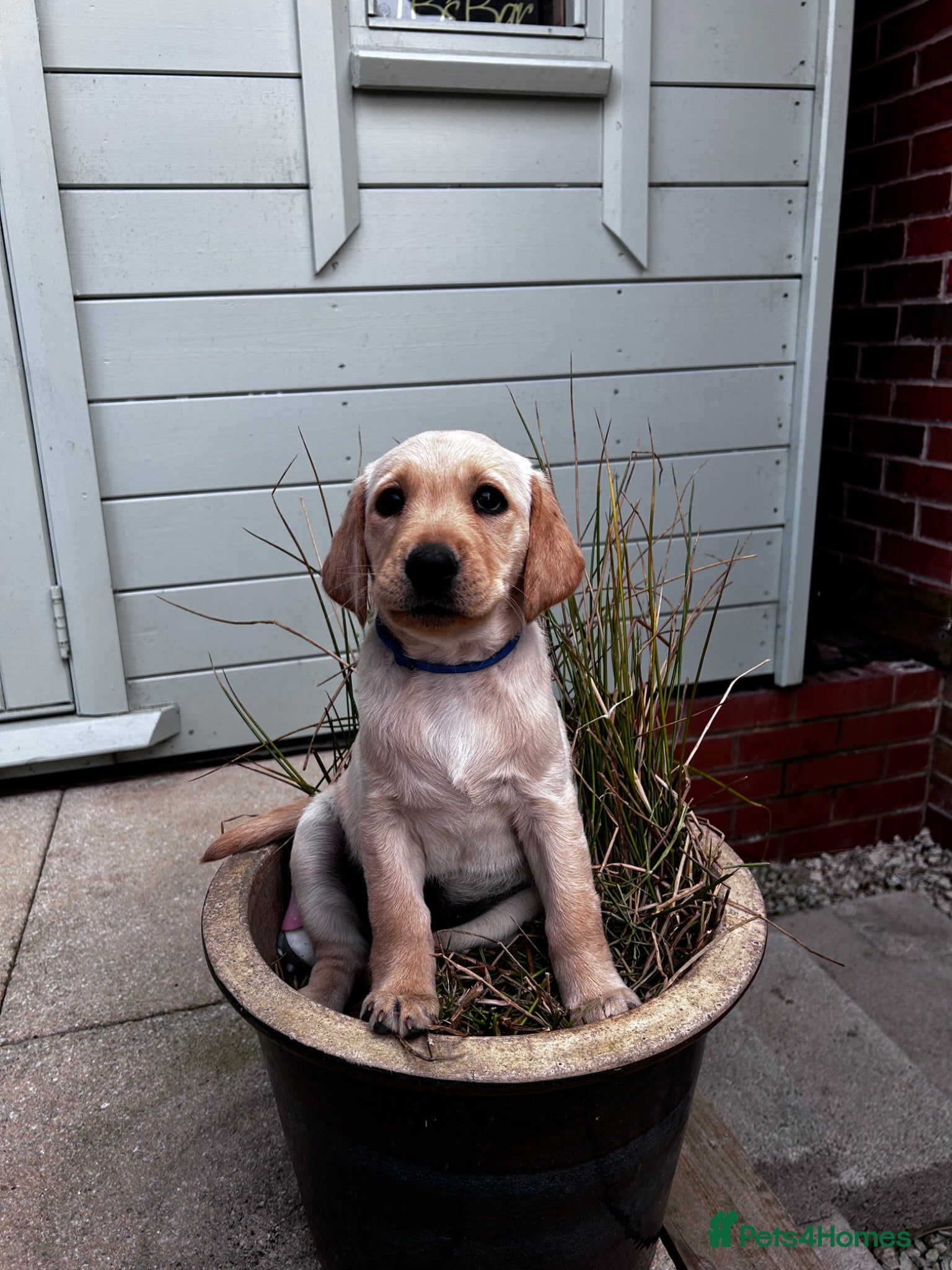 Goldador dogs Stunning Goldador puppies  - Advert 2