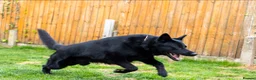German Shepherd dogs for sale: ** Elite Working GSDs – KC Reg, Health Tested ** - Advert 12