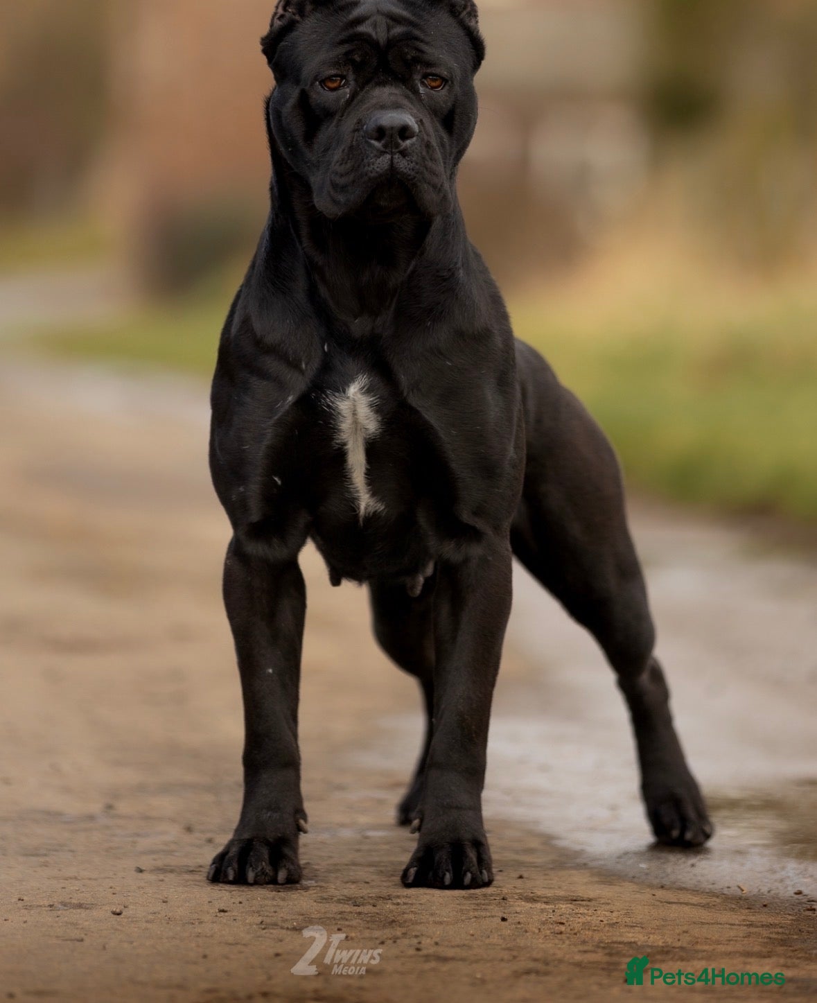 Cane Corso dogs Quality cane corso puppies due 22nd may - Advert 5