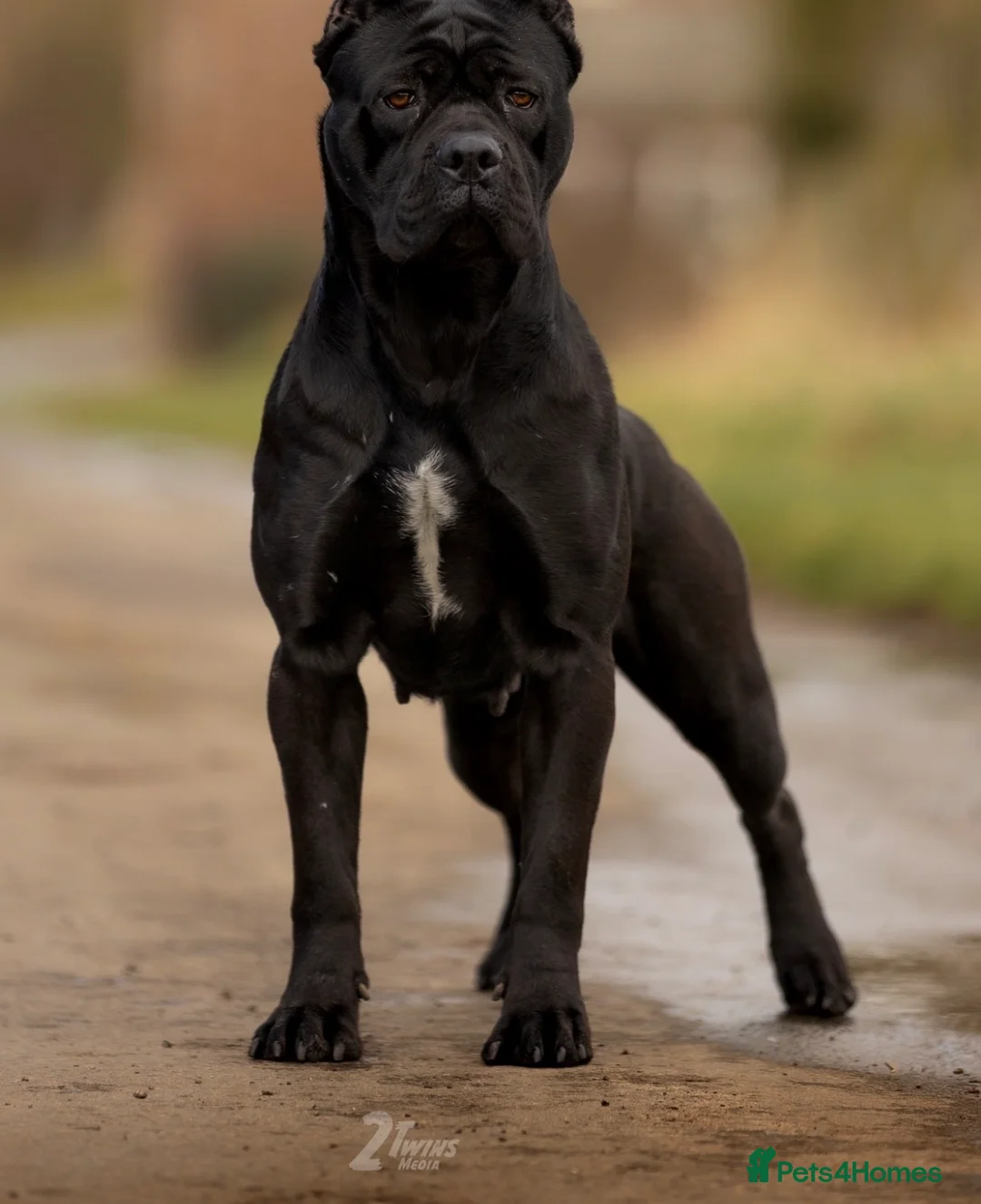 Cane Corso dogs for sale: Quality cane corso puppies - limited available  - Advert 2