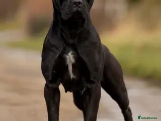 Cane Corso dogs Quality cane corso puppies due 22nd may - Advert 5