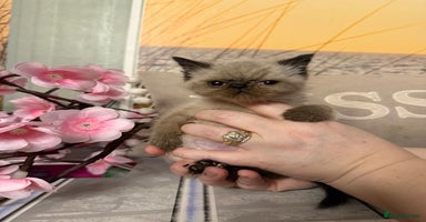 Persian cats - Advert 3