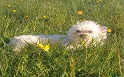 Maltese dogs for stud: Ace the lady's man Korean Maltese so small - Image 1