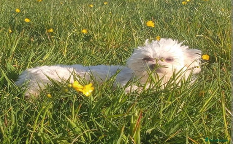 Maltese dogs for stud - Advert 2
