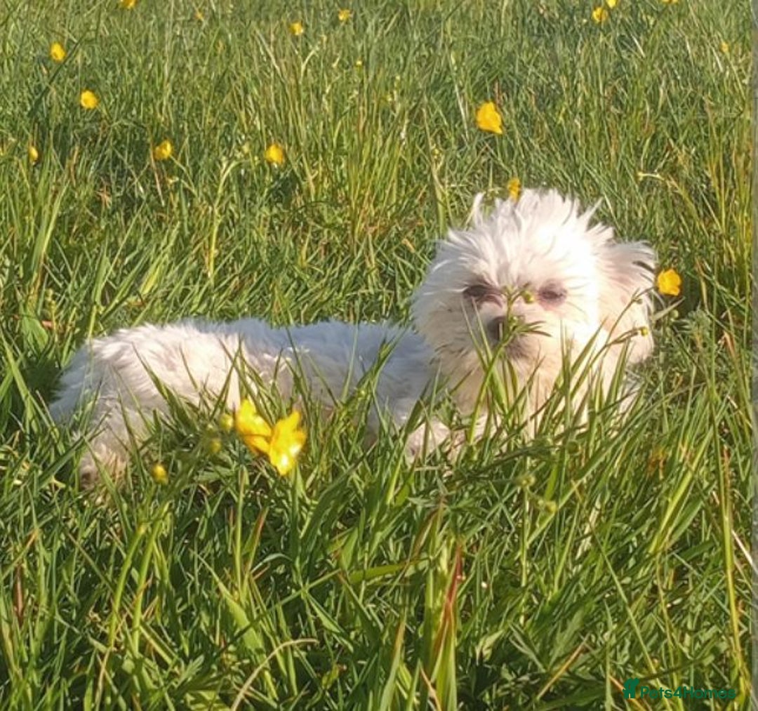 Maltese dogs for stud: Ace the lady's man Korean Maltese so small - Image 1