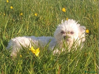 Maltese dogs - Advert 2