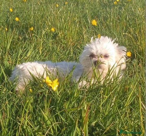 Maltese dogs - Advert 1