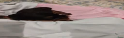 Cavalier King Charles Spaniel dogs for sale: Exquisite Cavalier King Charles Spaniel Puppies - Advert 2