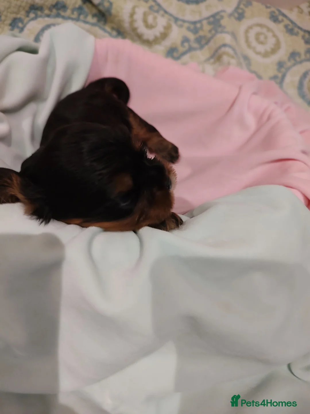 Cavalier King Charles Spaniel dogs for sale: Exquisite Cavalier King Charles Spaniel Puppies - Advert 2