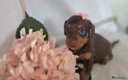 Mixed Breed dogs for sale:  miniature dachshund cross toy poodle doxiepoo   - Image 28