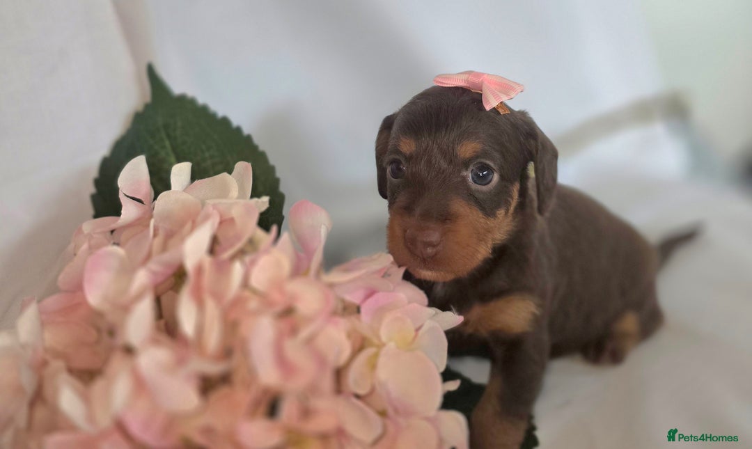 Mixed Breed dogs for sale:  miniature dachshund cross toy poodle doxiepoo   - Image 28