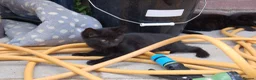 Mixed Breed cats for sale: Black kittens with brown stripes - Advert 2