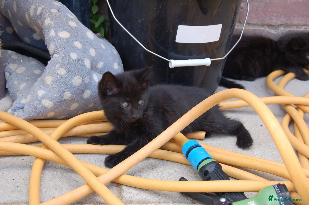 Mixed Breed cats for sale: Black kittens with brown stripes - Advert 2