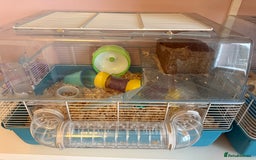 Hamster rodents for sale: Russian Dwarf Hamster  - Image 2