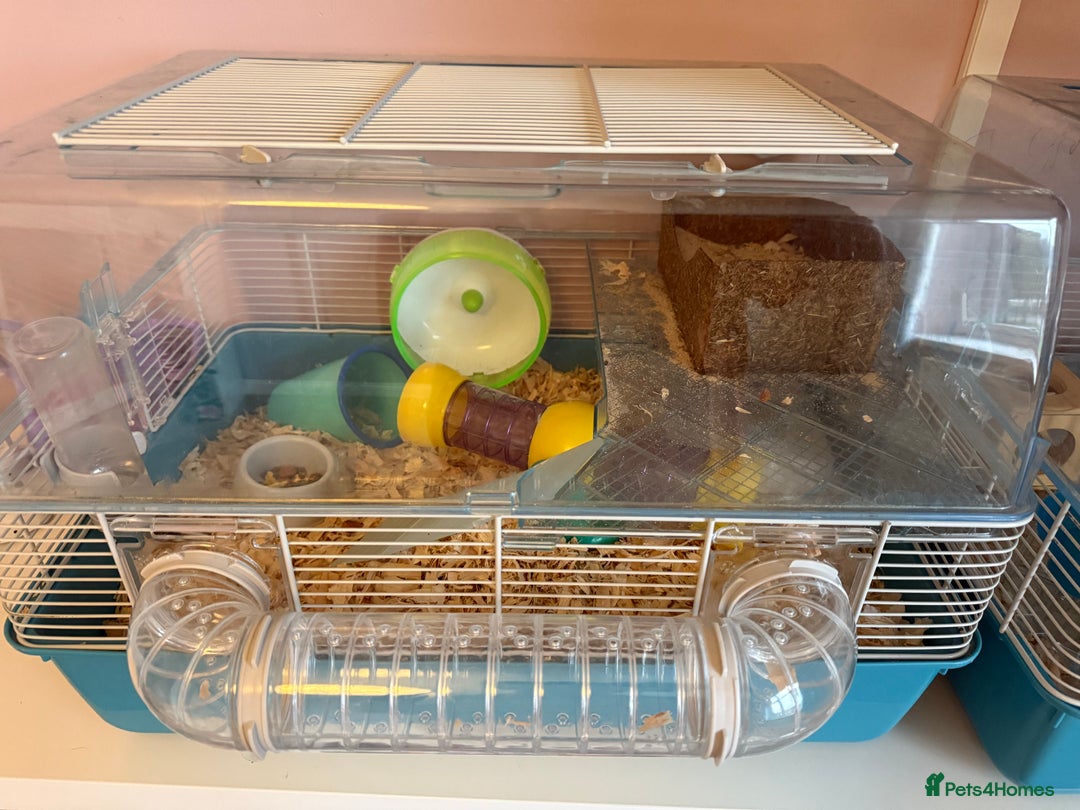 Hamster rodents for sale: Russian Dwarf Hamster  - Image 2