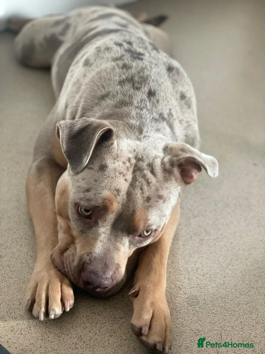 American Bulldog dogs for sale: MOSAIC - Advert 2