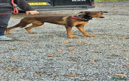 Mixed Breed dogs for adoption: BEAUTIFUL BONNIE  - Image 5