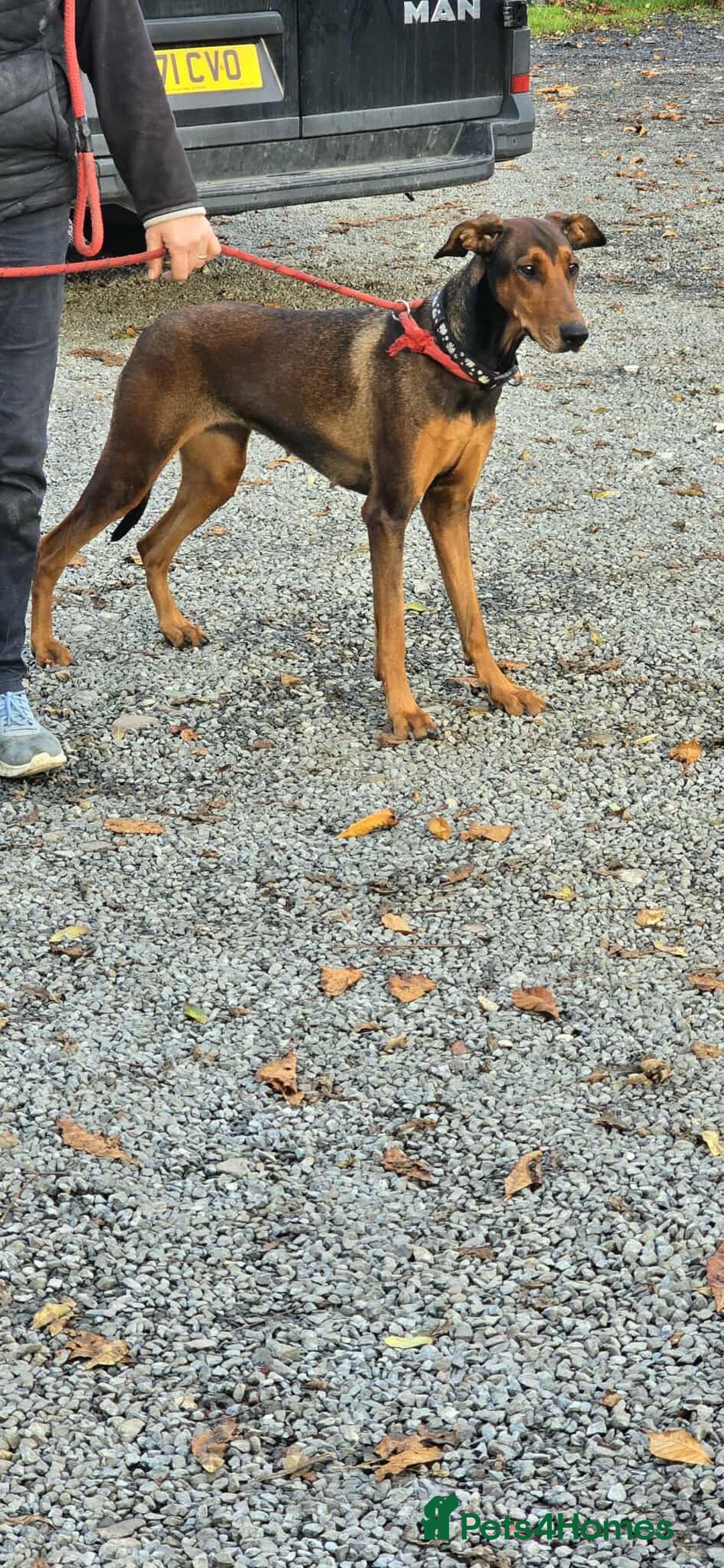 Mixed Breed dogs for adoption: BEAUTIFUL BONNIE  - Image 5