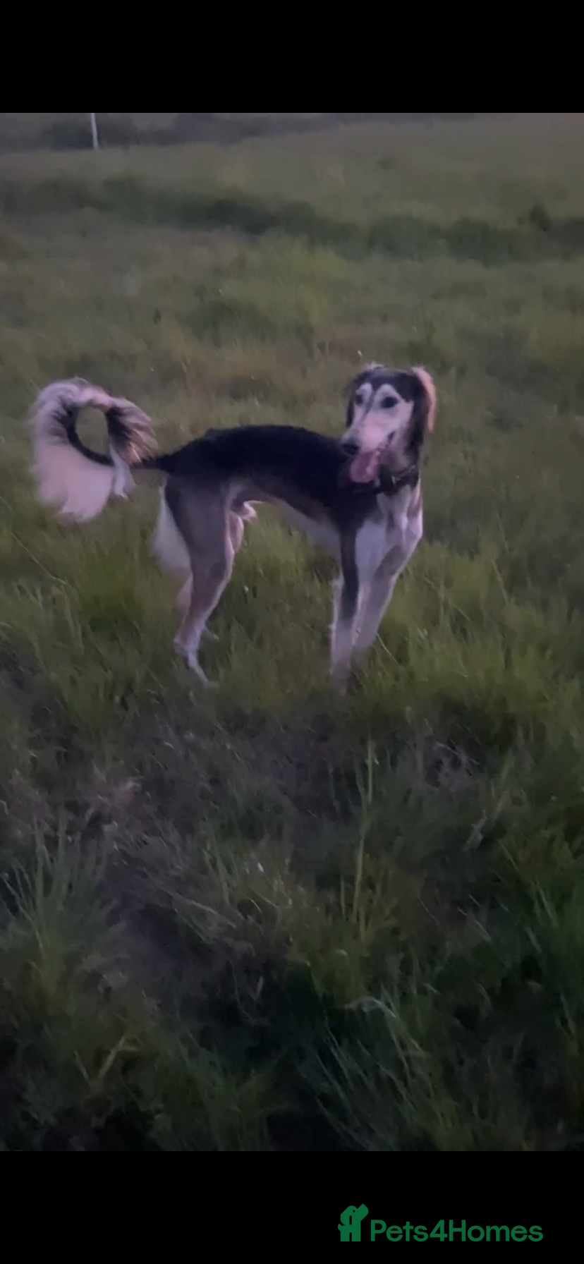 Saluki dogs Pure breed saluki - Advert 1