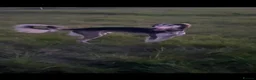 Saluki dogs for sale: Pure breed saluki in Hull - Advert 1