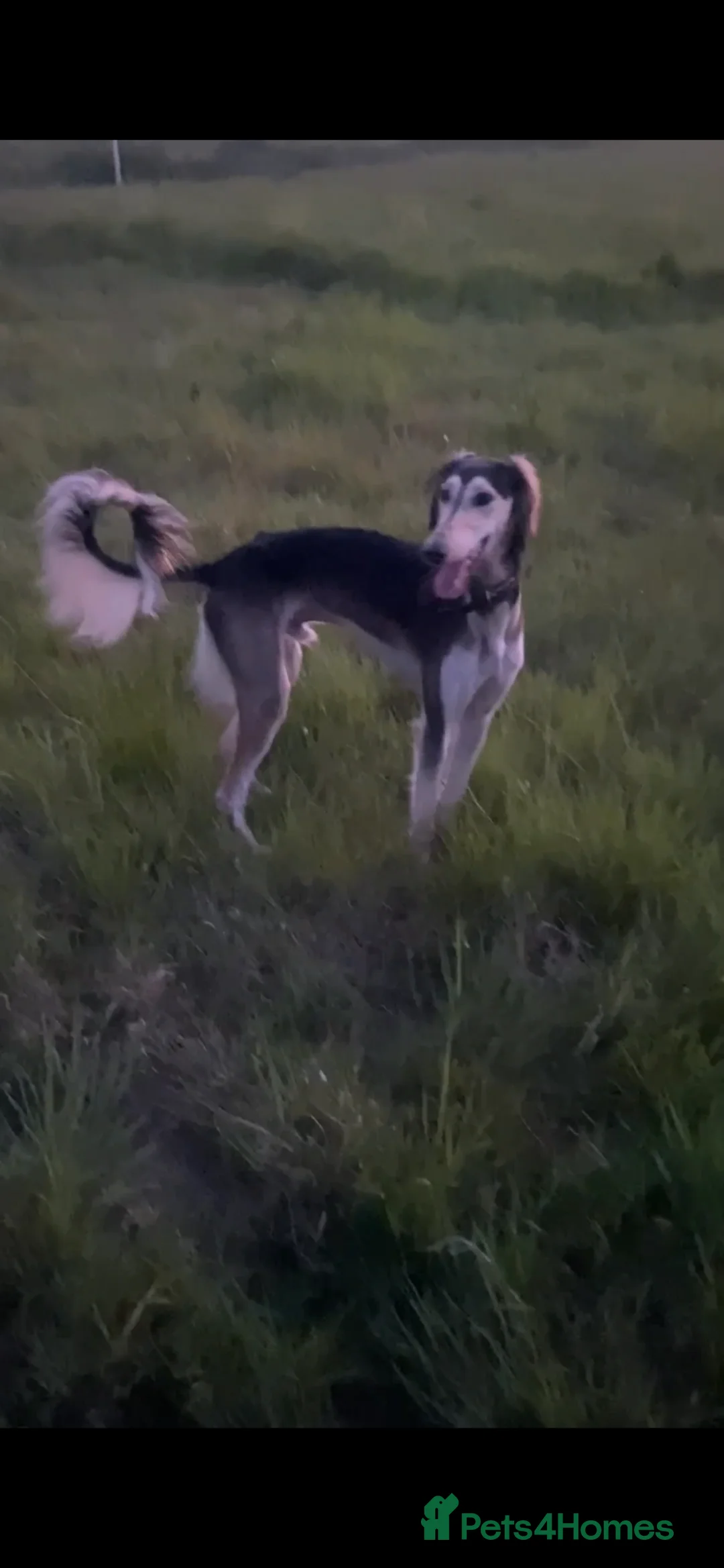 Saluki dogs for sale: Pure breed saluki in Hull - Advert 1