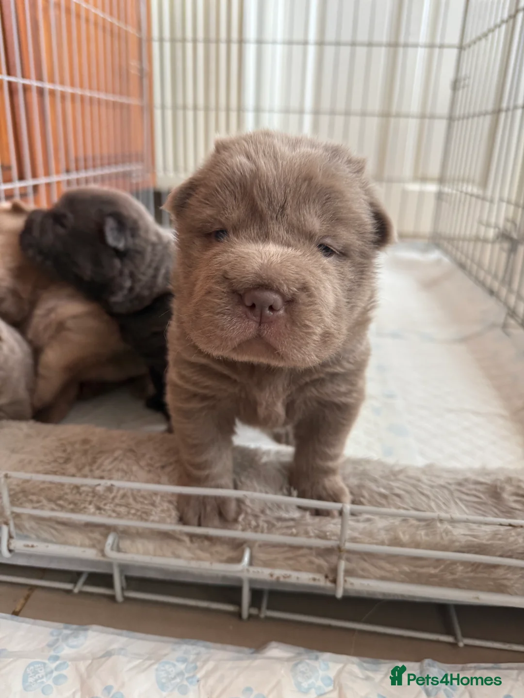 Shar Pei dogs for stud: Casanova - Tan pointed flower bear coat 🏆 - Advert 12