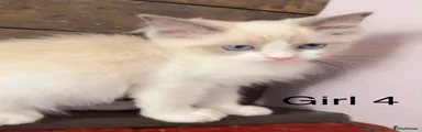 Ragdoll 6