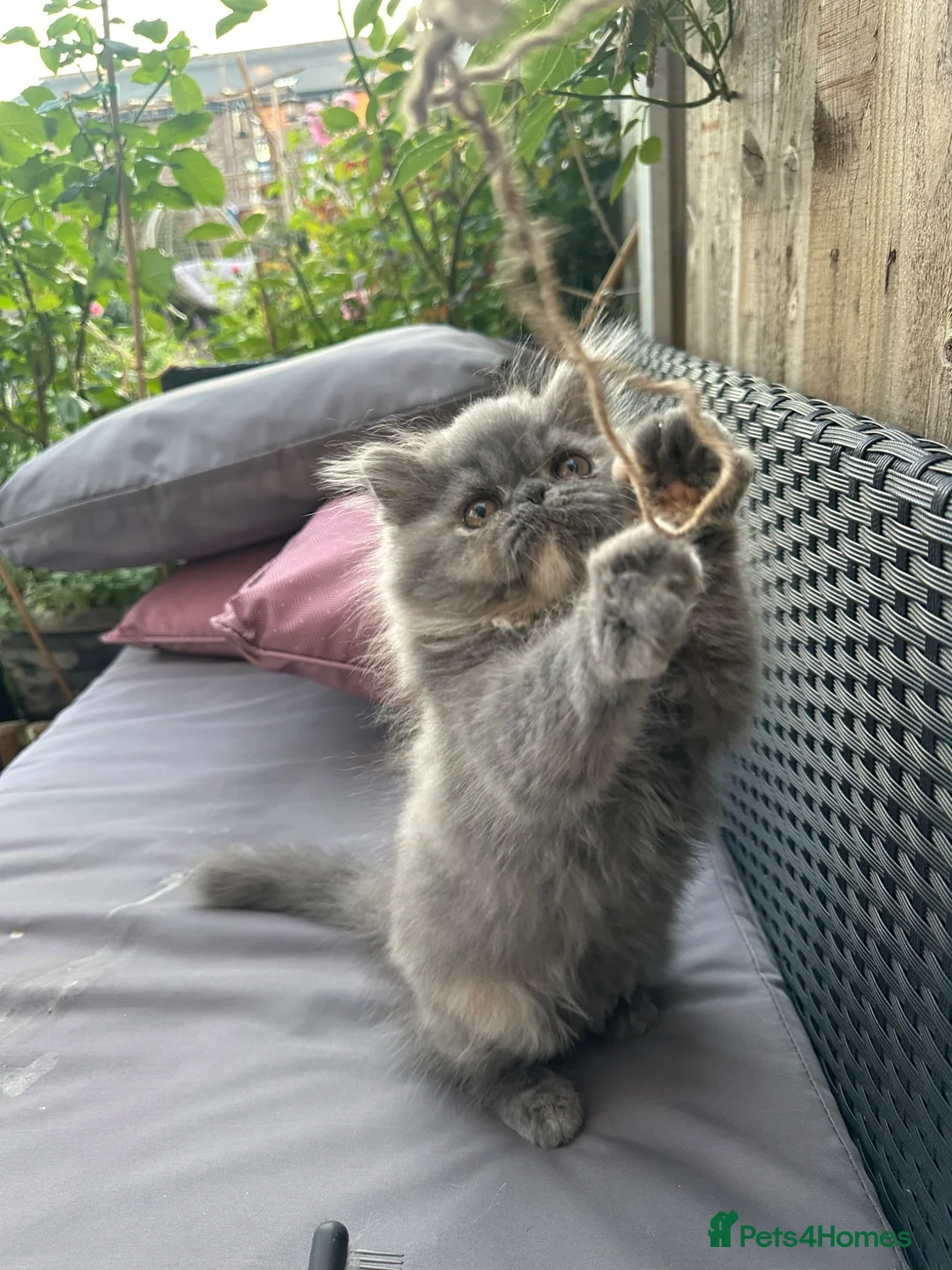 Persian cats for sale: 6th Generation pedigree Persian Kittens  - Advert 2