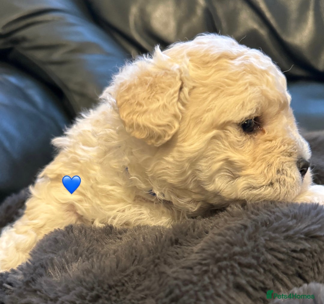 Bichon Frise dogs for sale: Bichon Frise Puppies  - Advert 11