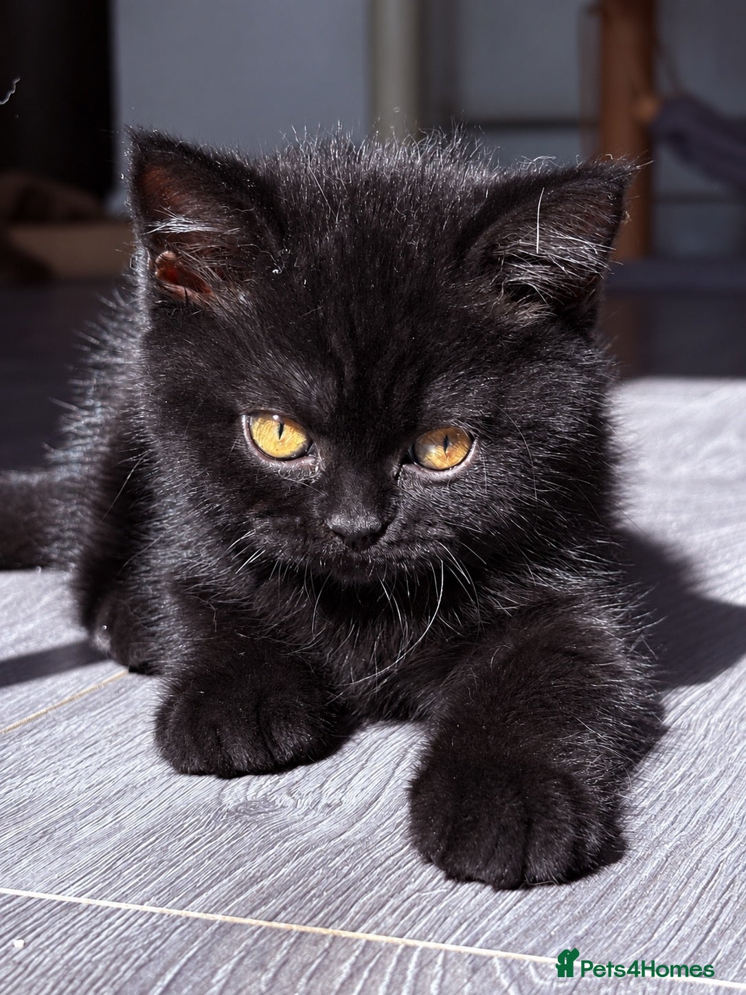 British Shorthair cats 🌟GCCF BSH Kittens Beautiful Variety of Colours 🌟 - Advert 2
