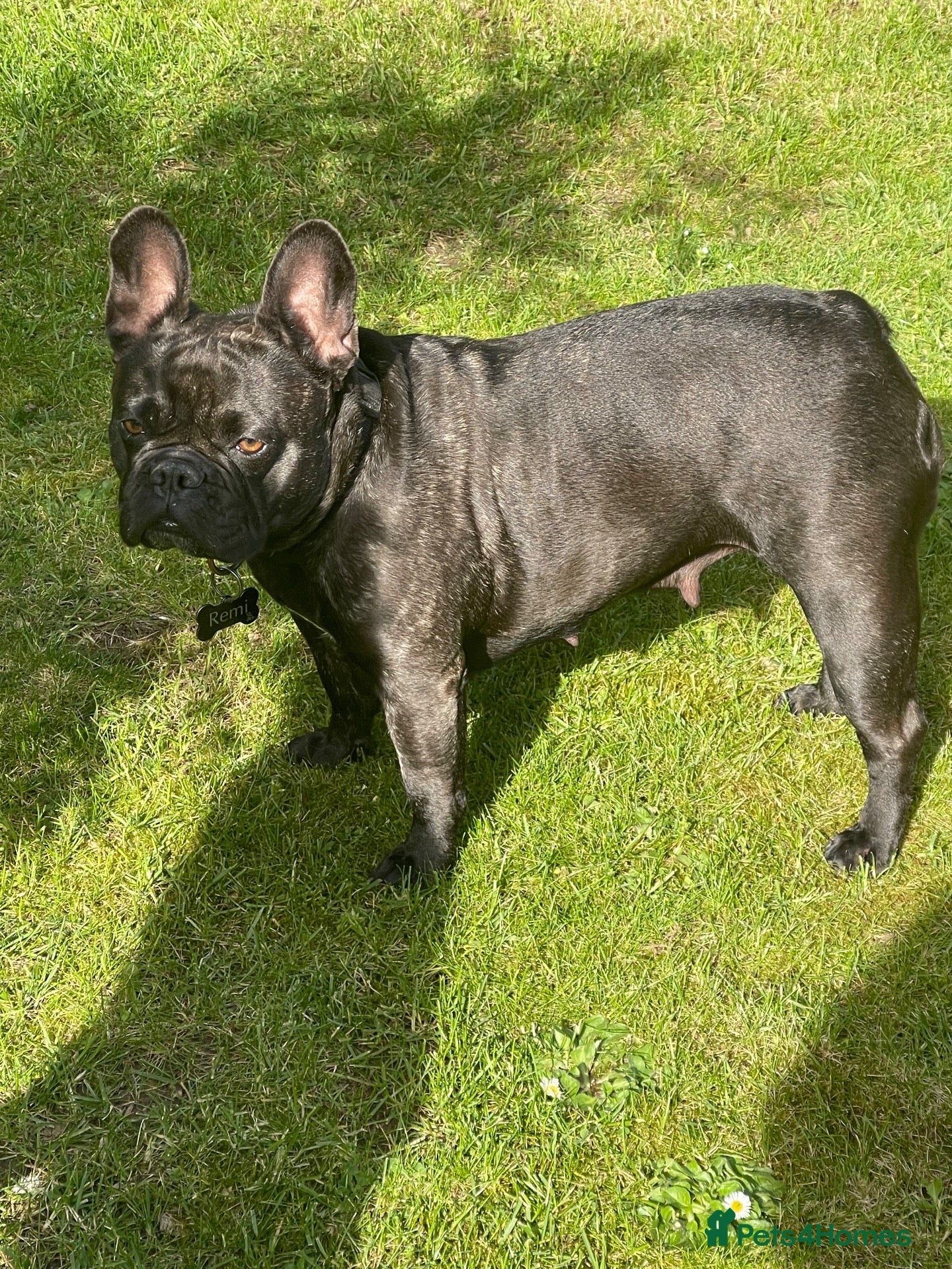 Mixed Breed dogs French bull dog litter  - Advert 2