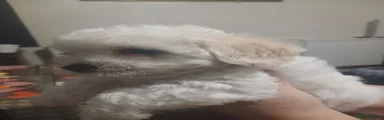 Bichon Frise 5