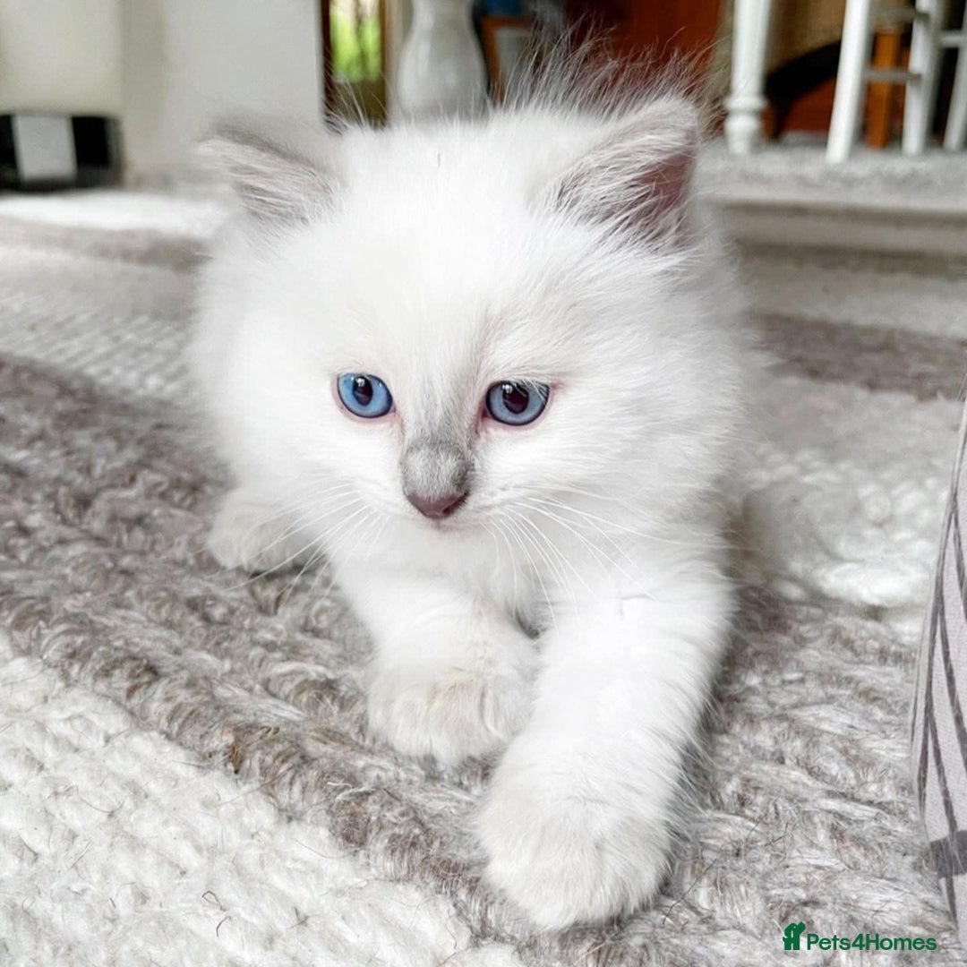 Ragdoll cats for sale: Beautiful Ragdoll Kittens - Image 11