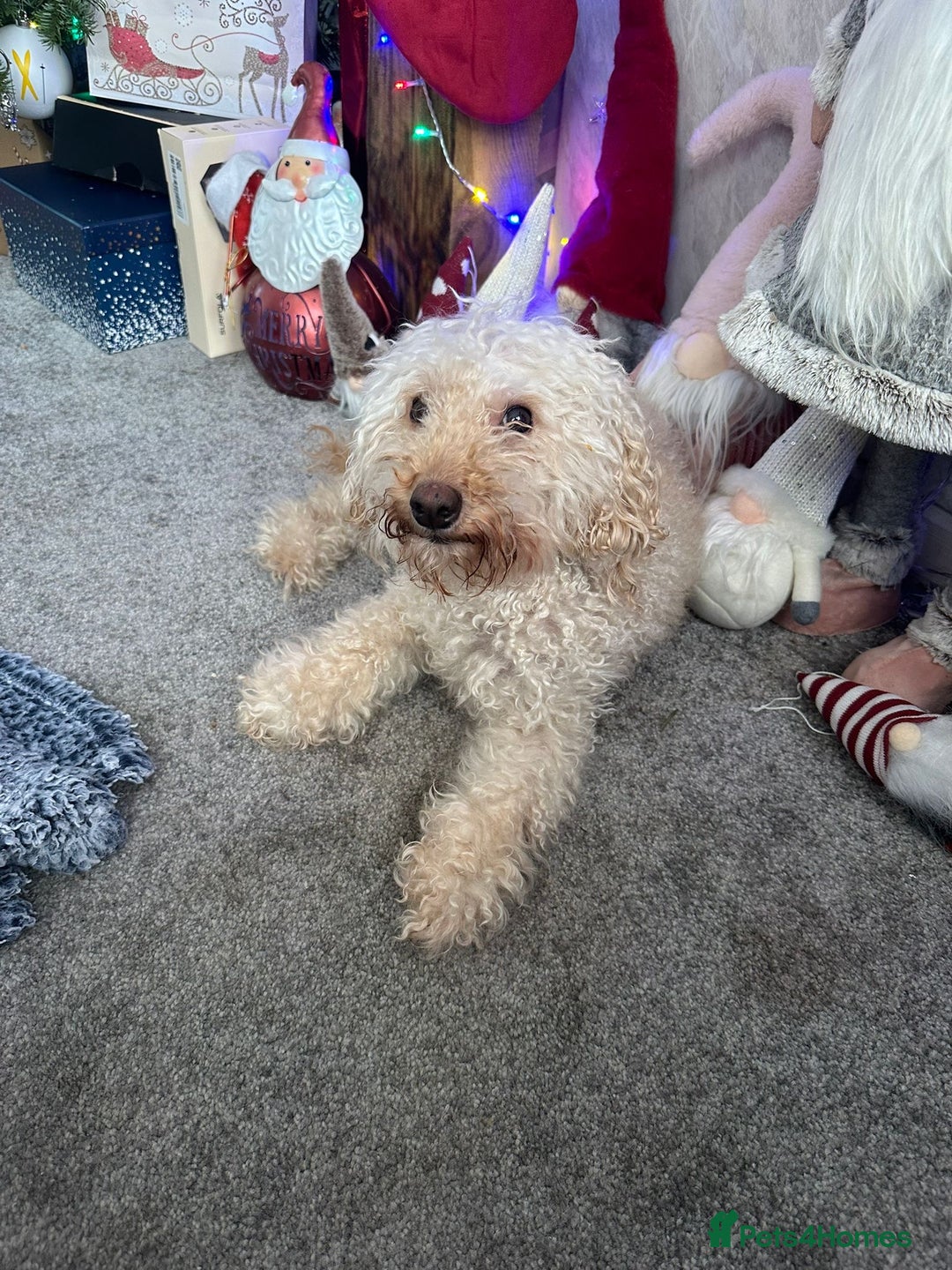 Cockapoo dogs for sale: Beautiful Cockapoo puppies  - Advert 2