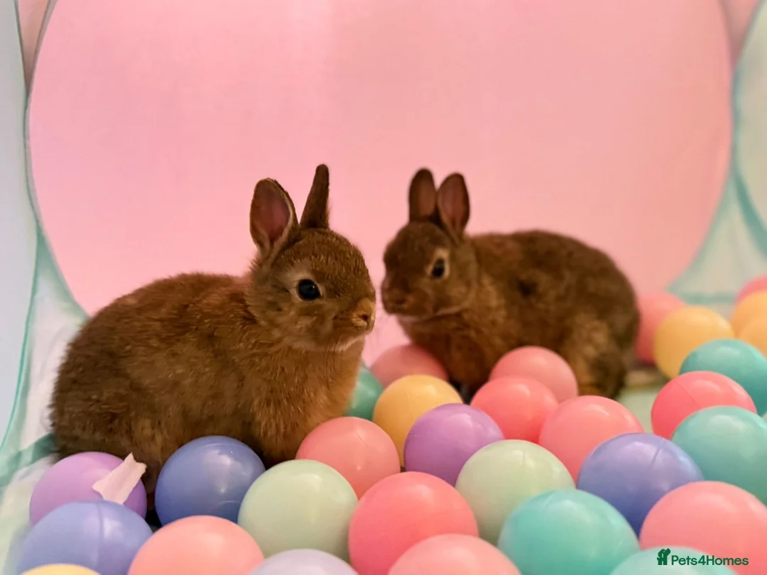 Netherland Dwarf rabbits for sale: Pure Netherland Dwarfs - Advert 1