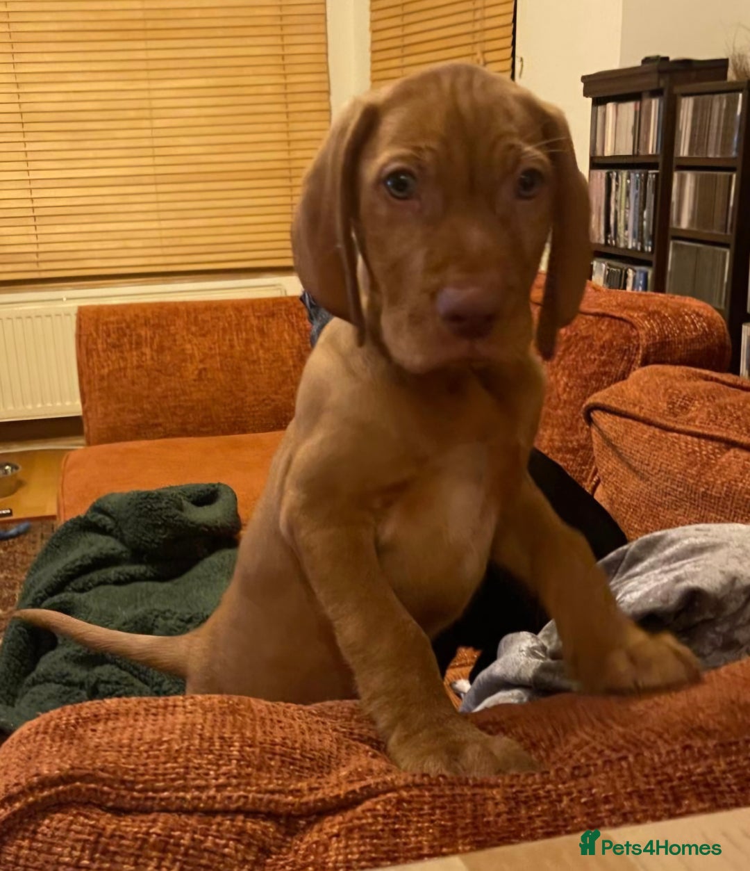Hungarian Vizsla dogs for sale: Wirehaired Hungarian Visla puppies   - Advert 11