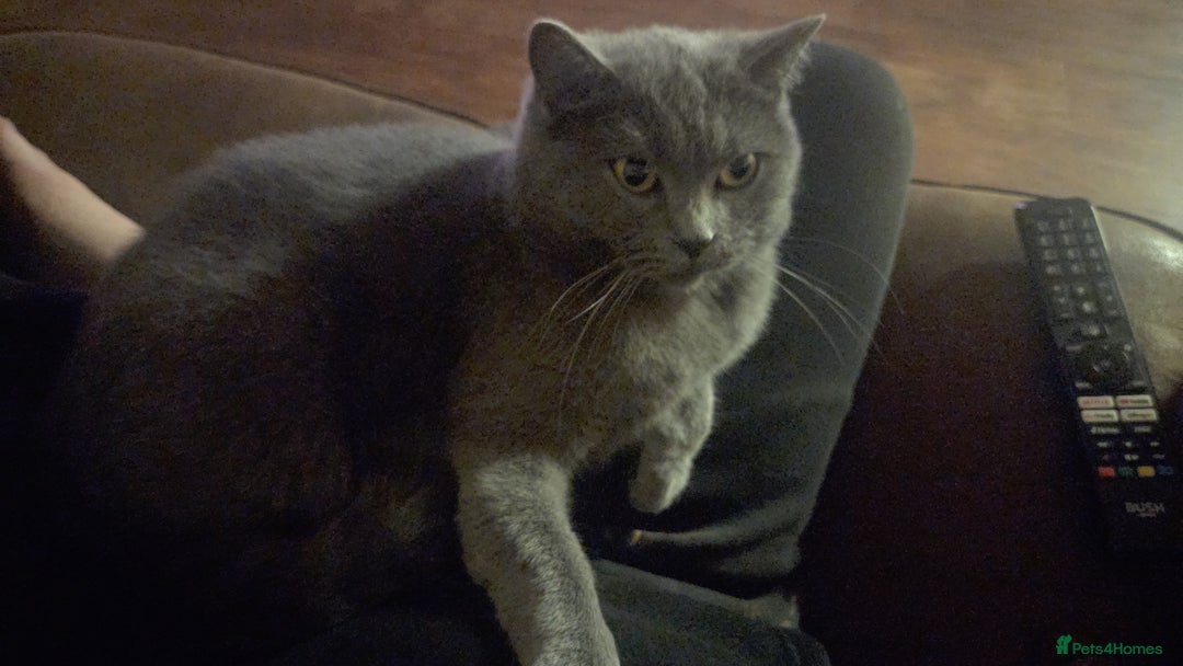 British Shorthair cats for sale: 2 year old britsh short hair  - Advert 2